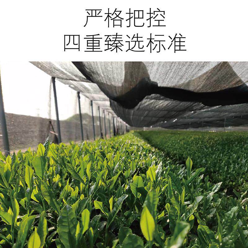 正宗五十铃抹茶粉国标一级