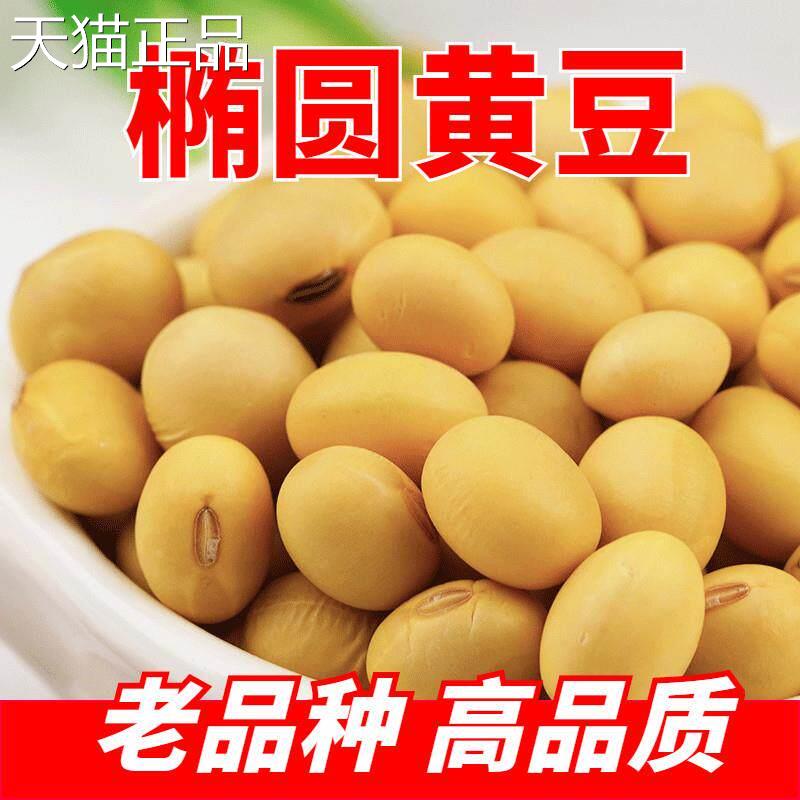 农家自种笨椭圆黄豆500g土大豆长粒肾型酱豆豆浆原料老品种可发芽