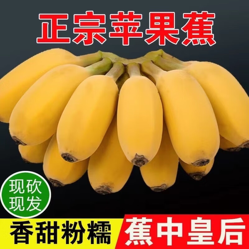 正宗海南苹果蕉当季新鲜皇帝蕉鸡蕉苹果芭蕉孕妇自然熟香蕉蕉粉蕉