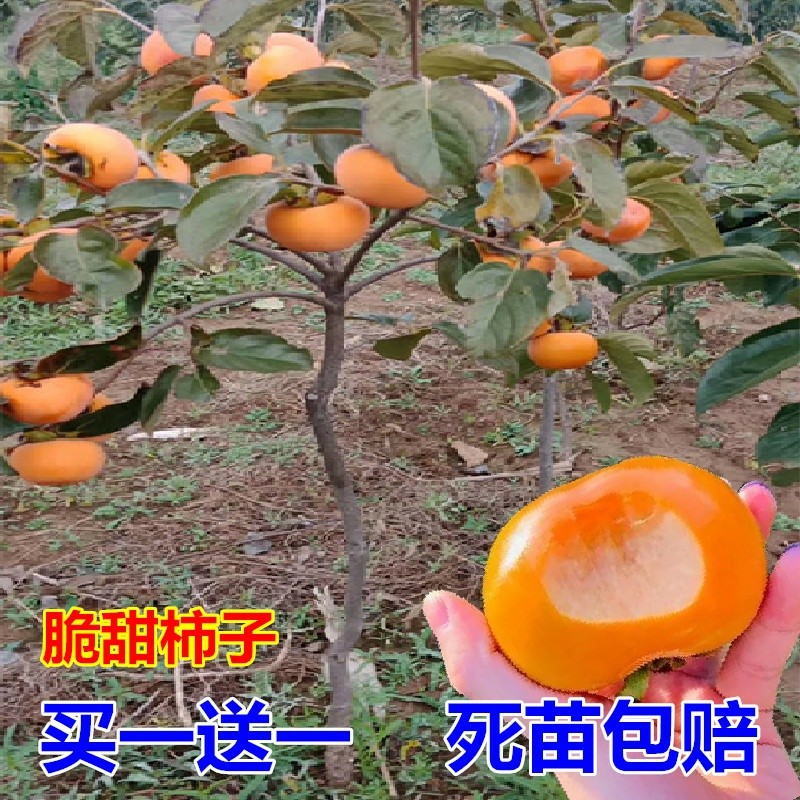 柿子树果苗嫁接无核特大日