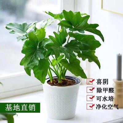 春雨春羽小天使盆栽绿植大叶室内水培好养花卉龟背竹土培绿植花卉