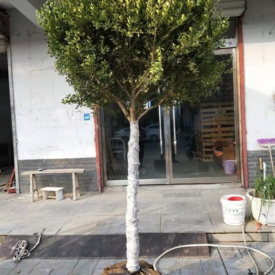 别墅庭院绿化苗 独杆高杆黄杨苗小叶黄杨树苗球苗黄杨盆景素材苗