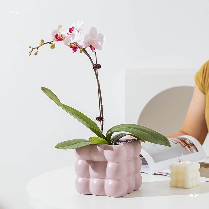 蝴蝶兰花盆小号套盆兰花奶油风花盆陶瓷轻奢感家用花瓶,电子元器件市场,电线扎带/束线带,淘宝优惠券,粉丝福利购,淘宝优惠卷
