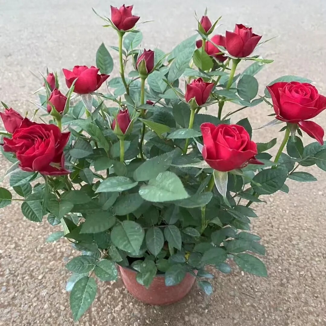 云南玫瑰花苗老桩种植基地月季绿植花卉盆栽地栽四季种植开花不断