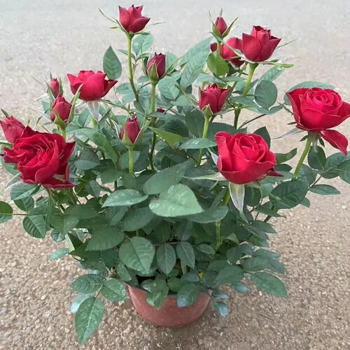 云南玫瑰花苗老桩种植基地月季绿植花卉盆栽地栽四季种植开花不断