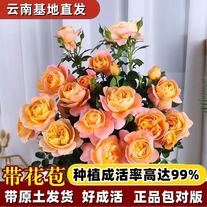 月季花果汁阳台花卉绿植庭院花园植物带花苞大花玫瑰花苗盆栽蔷薇