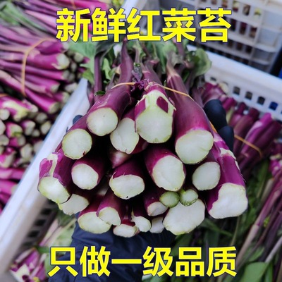 湖北红菜苔新鲜洪山菜苔