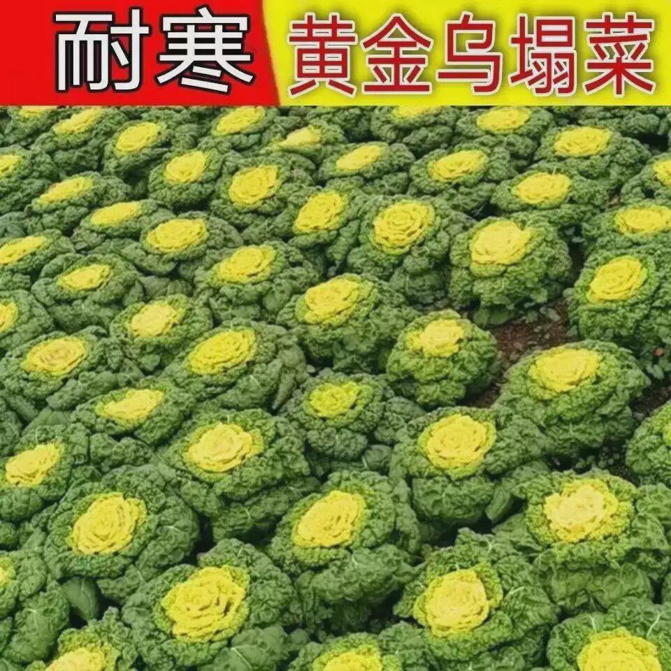 奶油黄心乌塌菜黄玫瑰雪里金花四季耐寒黄心菜菊花心菜秋冬季蔬菜