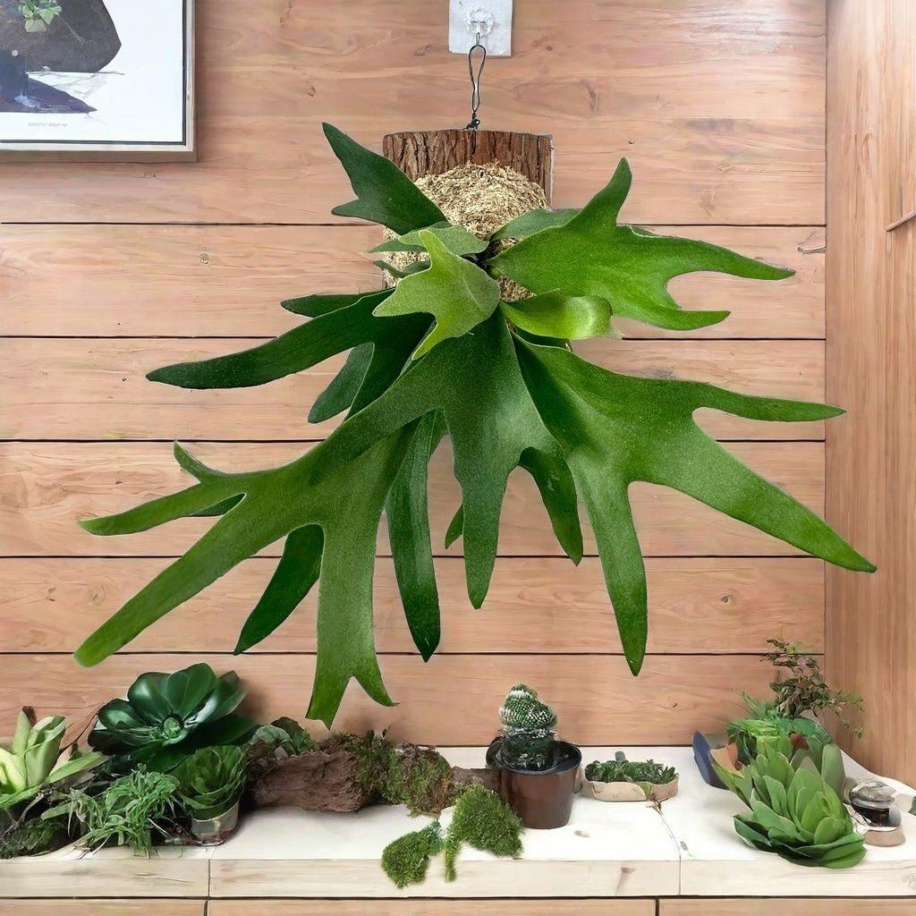 鹿角蕨板植挂板二岐鹿角蕨挂墙绿植苔藓蕨类植物盆栽水培垂吊壁挂