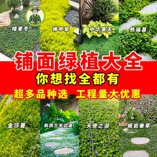 中华景天耐寒热多年宿根庭院草坪