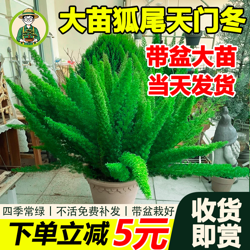 拾园记狐尾天门冬盆栽常青室内外庭院花园阳台好养庭院观赏绿植物