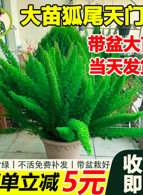 拾园记狐尾天门冬盆栽常青室内外庭院花园阳台好养庭院观赏绿植物