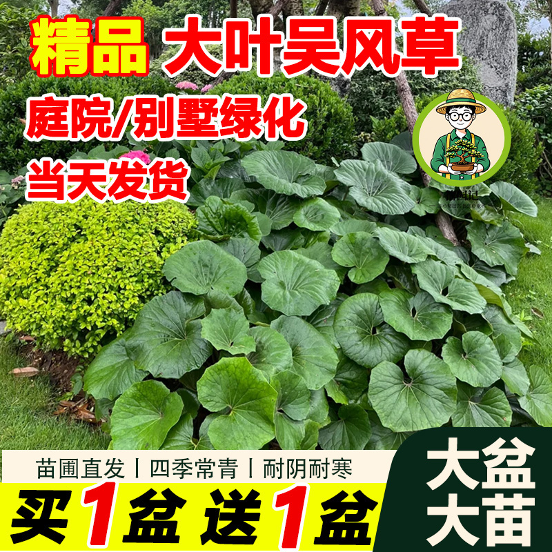 大吴风草盆栽室内外庭院