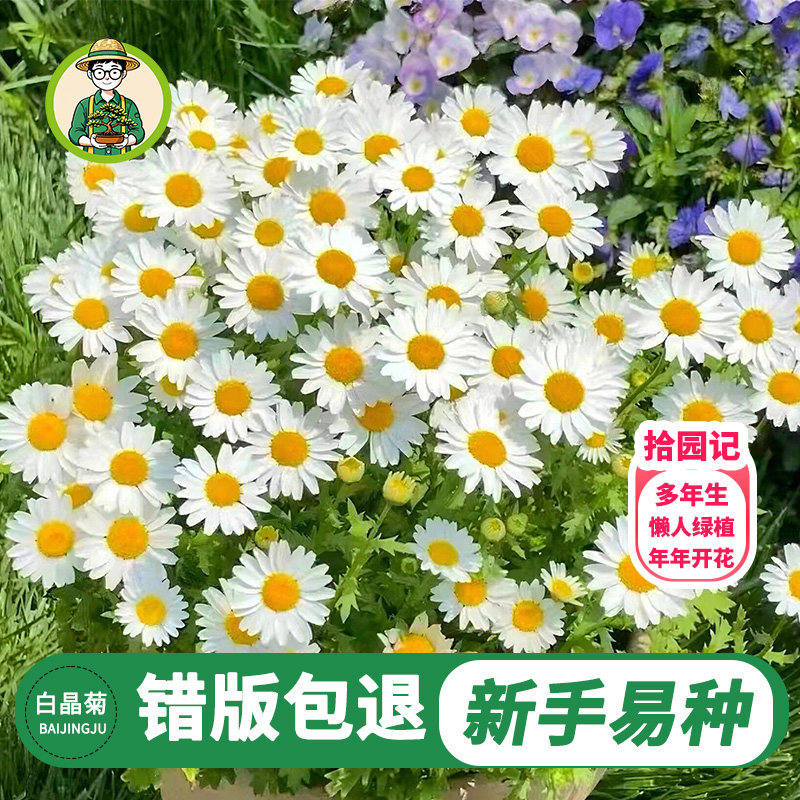 拾园记白晶菊盆栽带花苞多年生小雏菊四季开花耐寒好养绿植物花卉