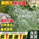 拾园记新西兰半边莲盆栽庭院绿化耐寒耐热多年宿根开花地被绿植物