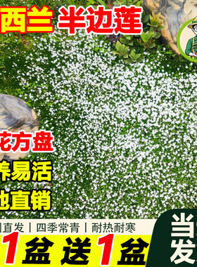 拾园记新西兰半边莲盆栽庭院绿化耐寒耐热多年宿根开花地被绿植物