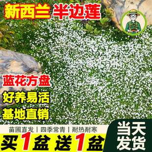 拾园记新西兰半边莲盆栽庭院绿化耐寒耐热多年宿根开花地被绿植物