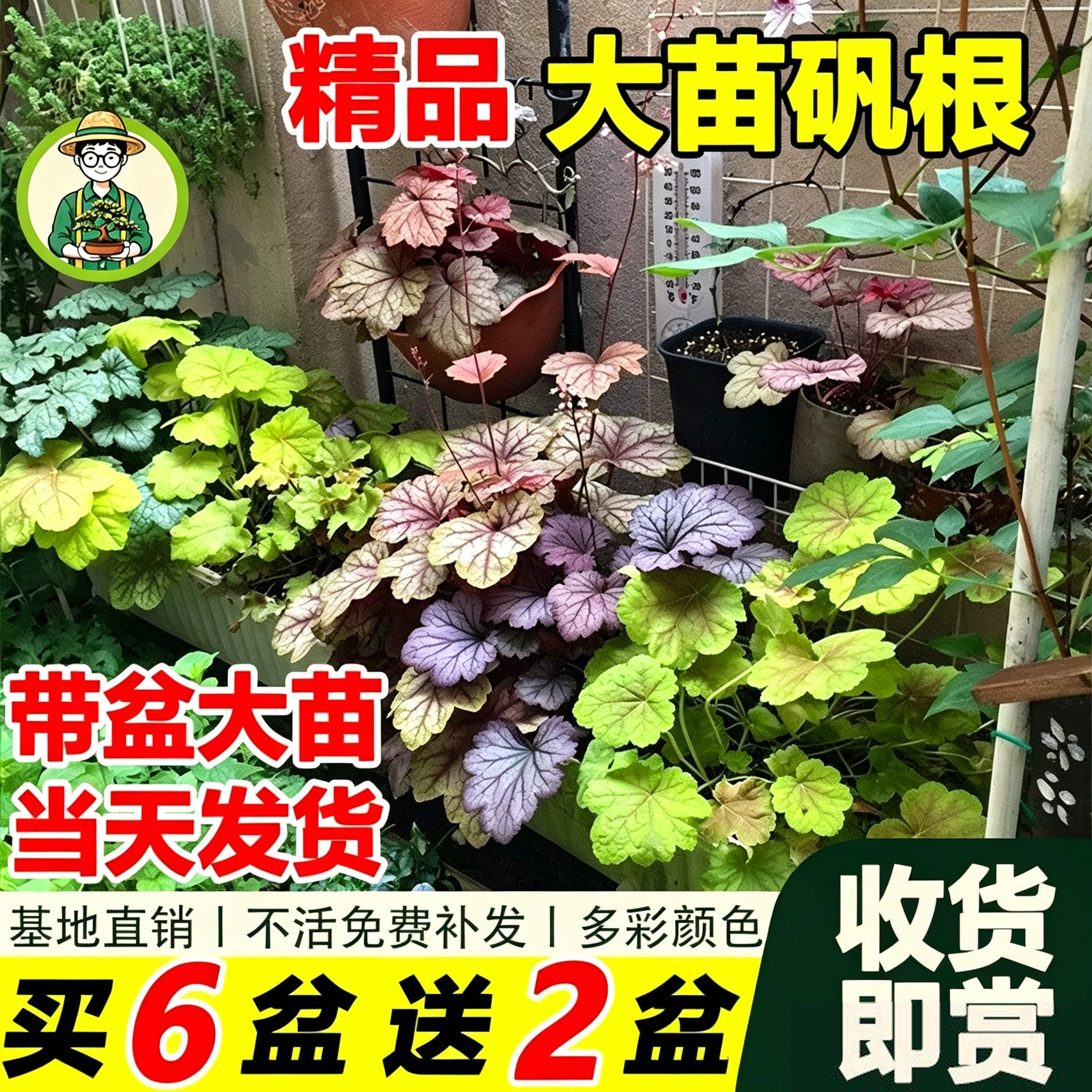 拾园记矾根盆栽多彩观叶植物耐寒热常绿多年生室内外庭院阳台绿植