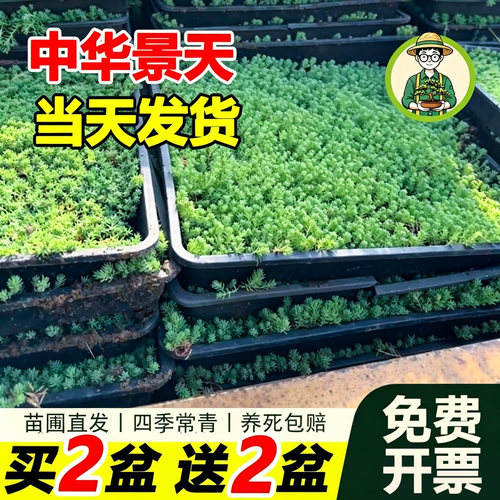 中华景天薄雪万年草耐旱耐热绿植