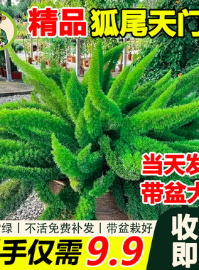 拾园记狐尾天门冬常青室内外耐寒耐热庭院阳台花园观叶绿植物盆栽
