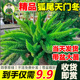 拾园记狐尾天门冬常青室内外耐寒耐热庭院阳台花园观叶绿植物盆栽