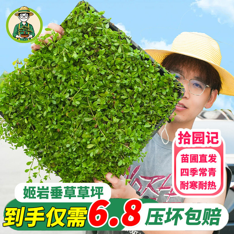 拾园记姬岩垂草皮草坪庭院花园四季常青耐热寒带土开花地被绿植物