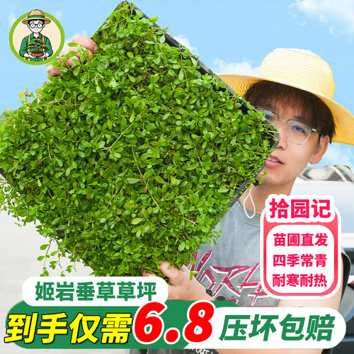 姬岩垂草皮草坪庭院花园四季常青