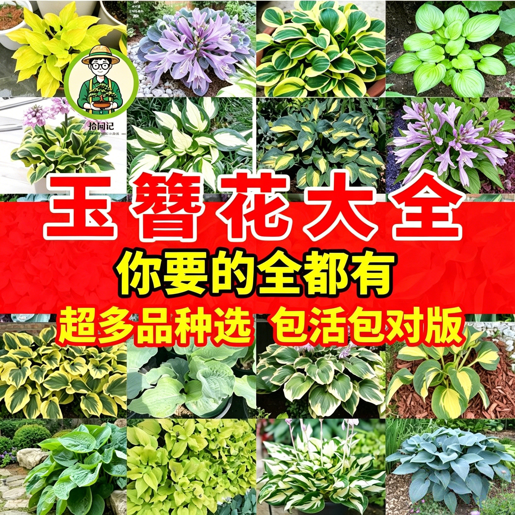 拾园记玉簪花苗多年生宿根耐荫热植物庭院盆栽室内观花观叶绿植物