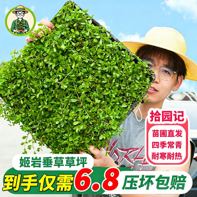 姬岩垂草皮草坪庭院花园四季常青