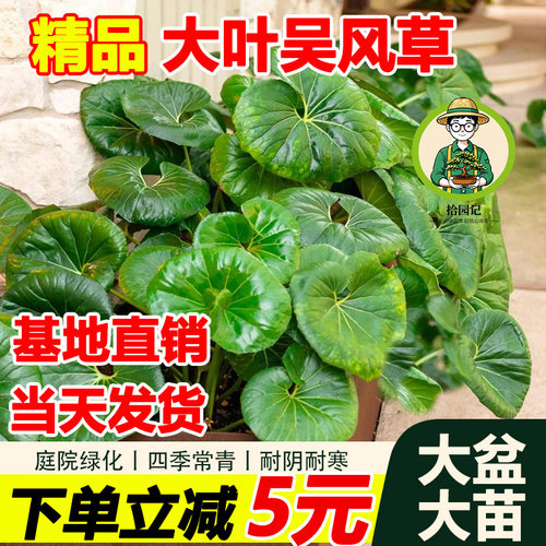大吴风草盆栽室内外庭院