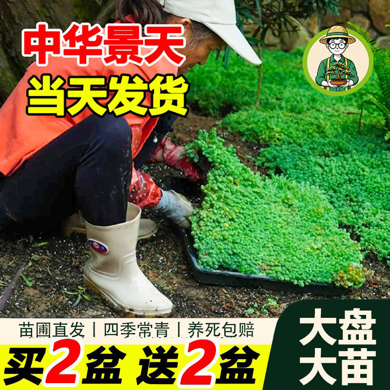 拾园记中华景天薄雪万年草常青耐寒热楼顶庭院花卉造景地被绿植物
