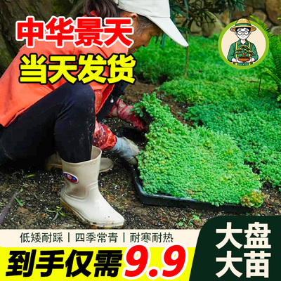 中华景天耐旱耐热绿植