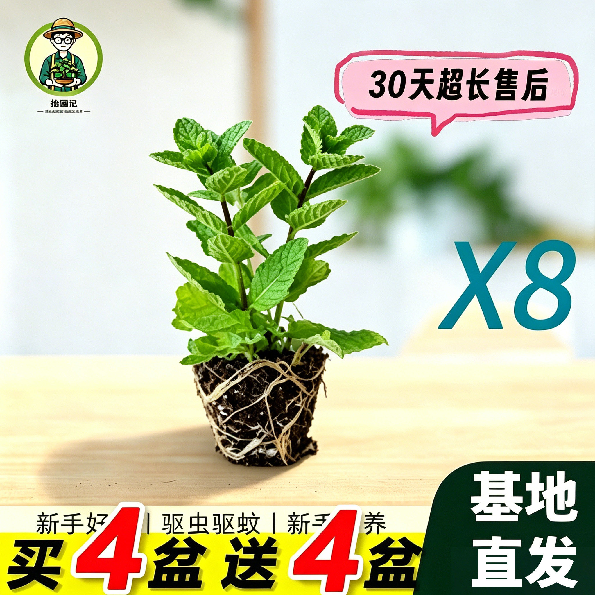 拾园记薄荷穴盘苗百里香迷迭香薰衣鼠尾草食用香料室内外驱蚊绿植