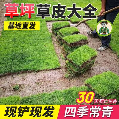 马尼拉百慕大果岭草带土草坪