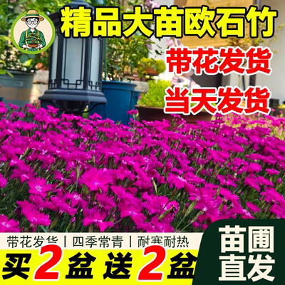 欧石竹大苗耐寒热绿植