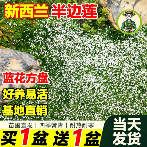 新西兰半边莲盆栽耐寒耐热多年生