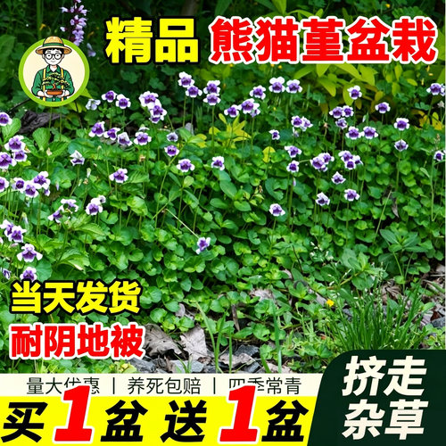 熊猫堇花苗四季开花盆栽绿植耐阴