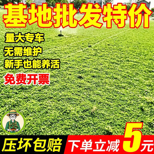 姬岩垂草耐寒耐热四季常青草坪
