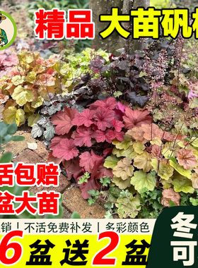 拾园记矾根多彩多年生室内外庭院阳台观叶植物耐寒热常绿植物盆栽