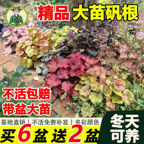 阳台观叶植物耐寒热常绿植物盆栽