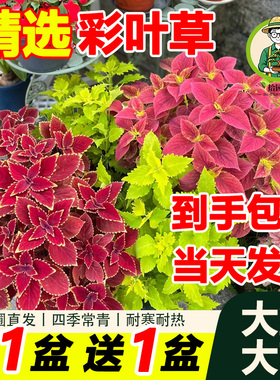 拾园记金边彩叶草盆栽室外庭院阳台花坛红叶大苗耐热晒观叶绿植物