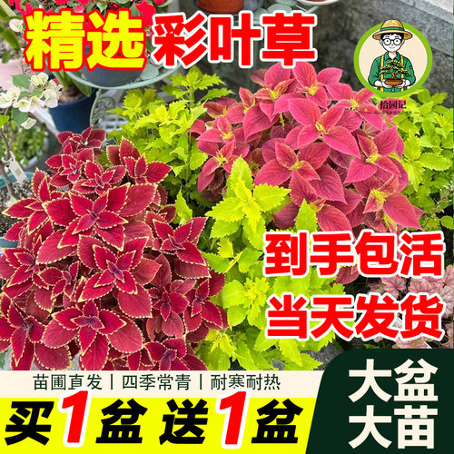 金边彩叶草盆栽室外庭院阳台