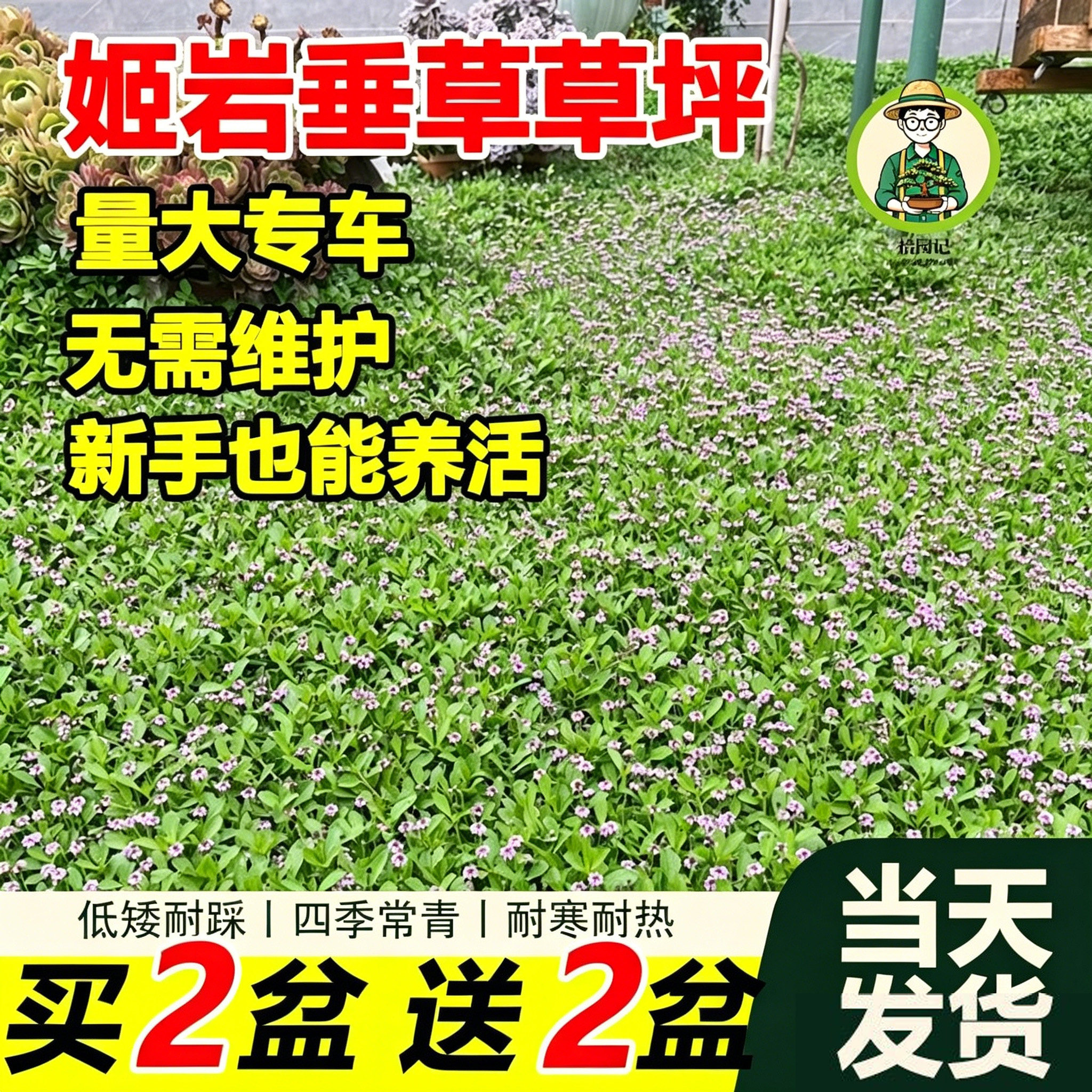 拾园记姬岩垂草皮草坪带土开花耐热寒四季常青庭院花园地被绿植物
