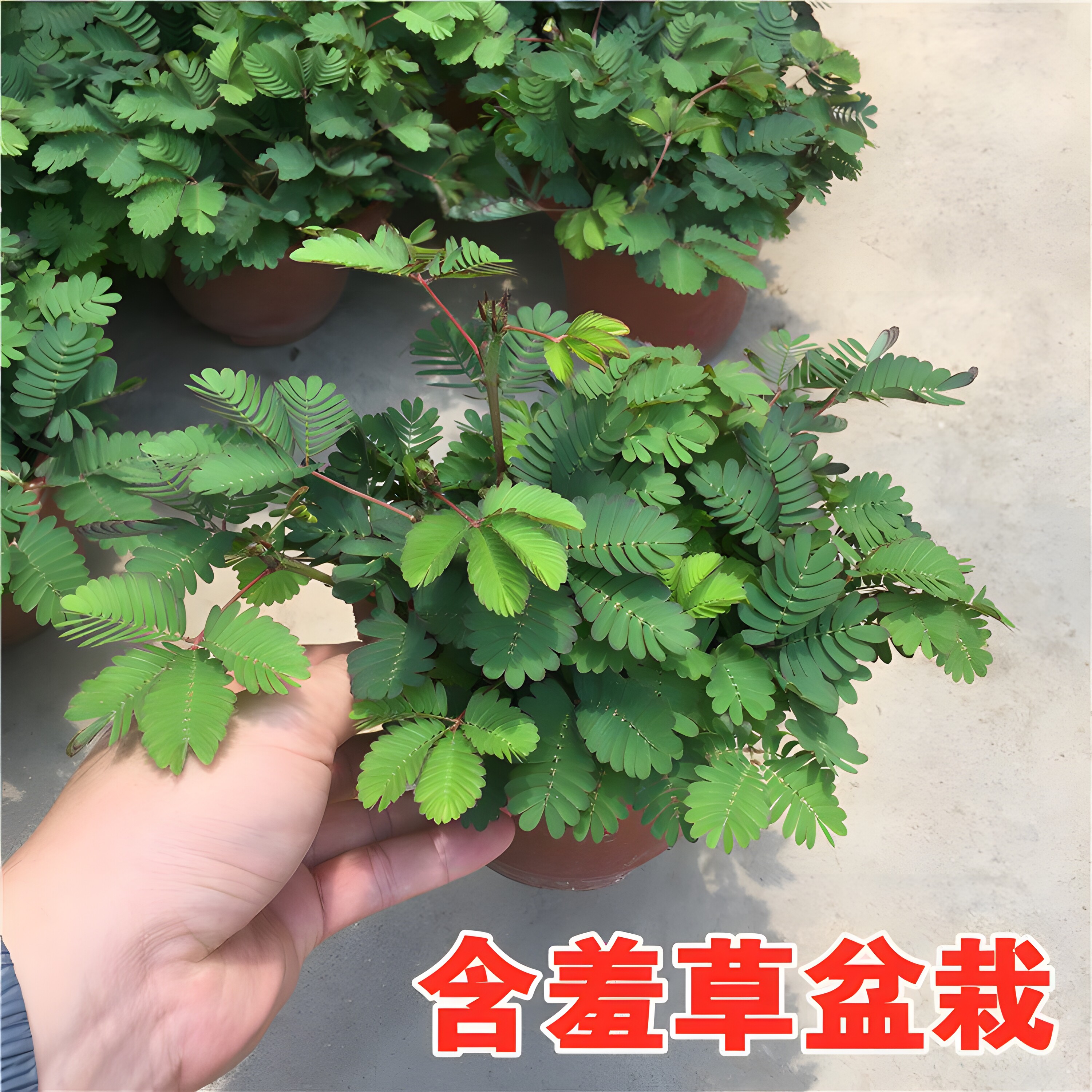 含羞草盆栽室内客厅办公桌面上趣味可爱小绿植害羞草四季好养花卉