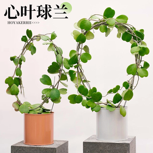 心叶球兰盆栽心叶球兰锦多肉小盆栽办公室绿植桌面小盆栽爬藤植物