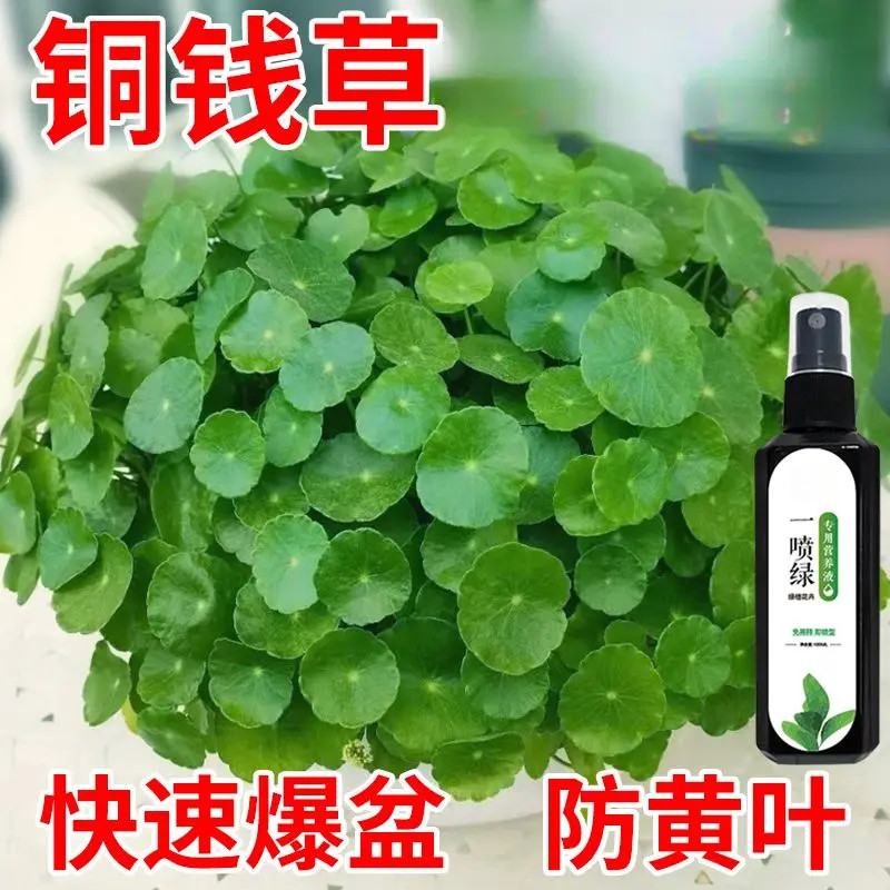 铜钱草专用营养液促生长绿叶枯萎水培土培金钱草盆栽通用液体肥料
