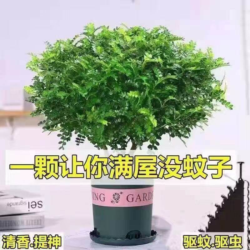 清香木盆栽烘焙强力驱蚊草绿植四季绿花卉室内胡椒木好养净化空气