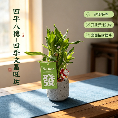 文昌竹富贵竹带根招财金榜题名室内盆栽净化空气好养书桌工位绿植