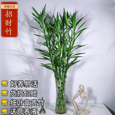 招财竹细叶富贵竹发财竹室内水培绿植四季常青水培鲜花桌面绿植