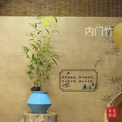 台湾内门竹老桩易养绿植四季常绿